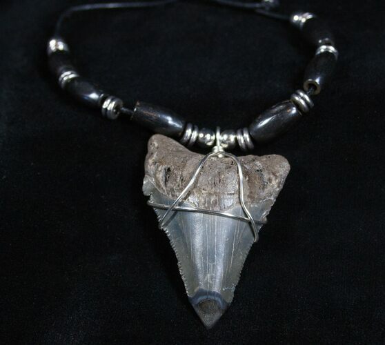 Fossil Shark Tooth Necklace #1849